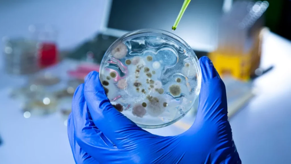 Aspergillus