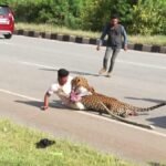 leopard attacks