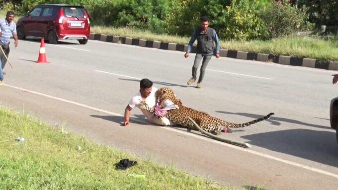 leopard attacks